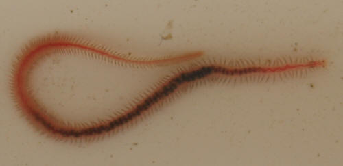 Faqs On Freshwater Worms Of All Sorts Identification